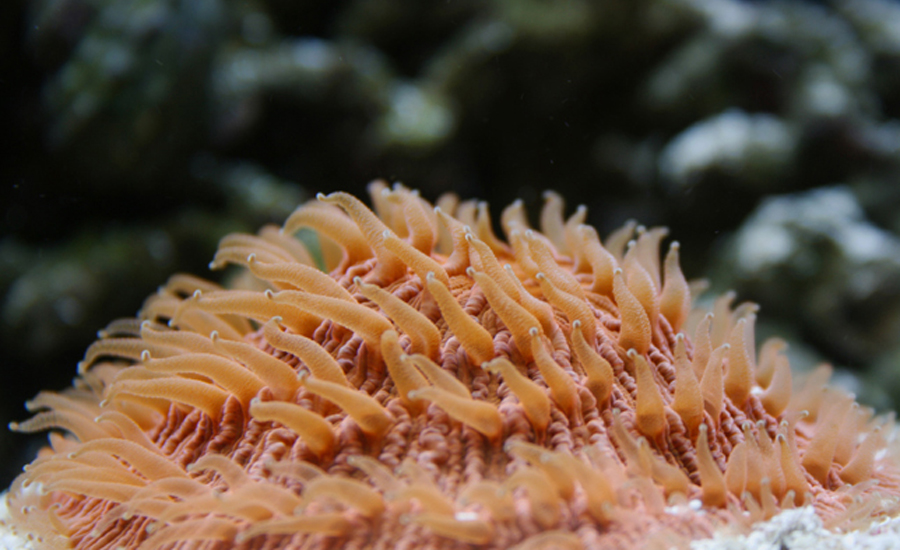 Orange Plate Coral